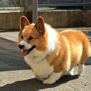 Meet your Posher, Rosa